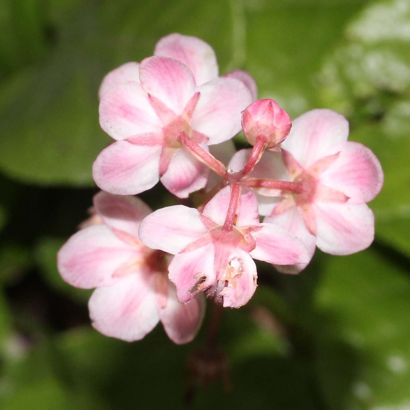 Image de Pyrola asarifolia Michx.