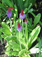 Image of Primula vialii Delavay ex Franch.