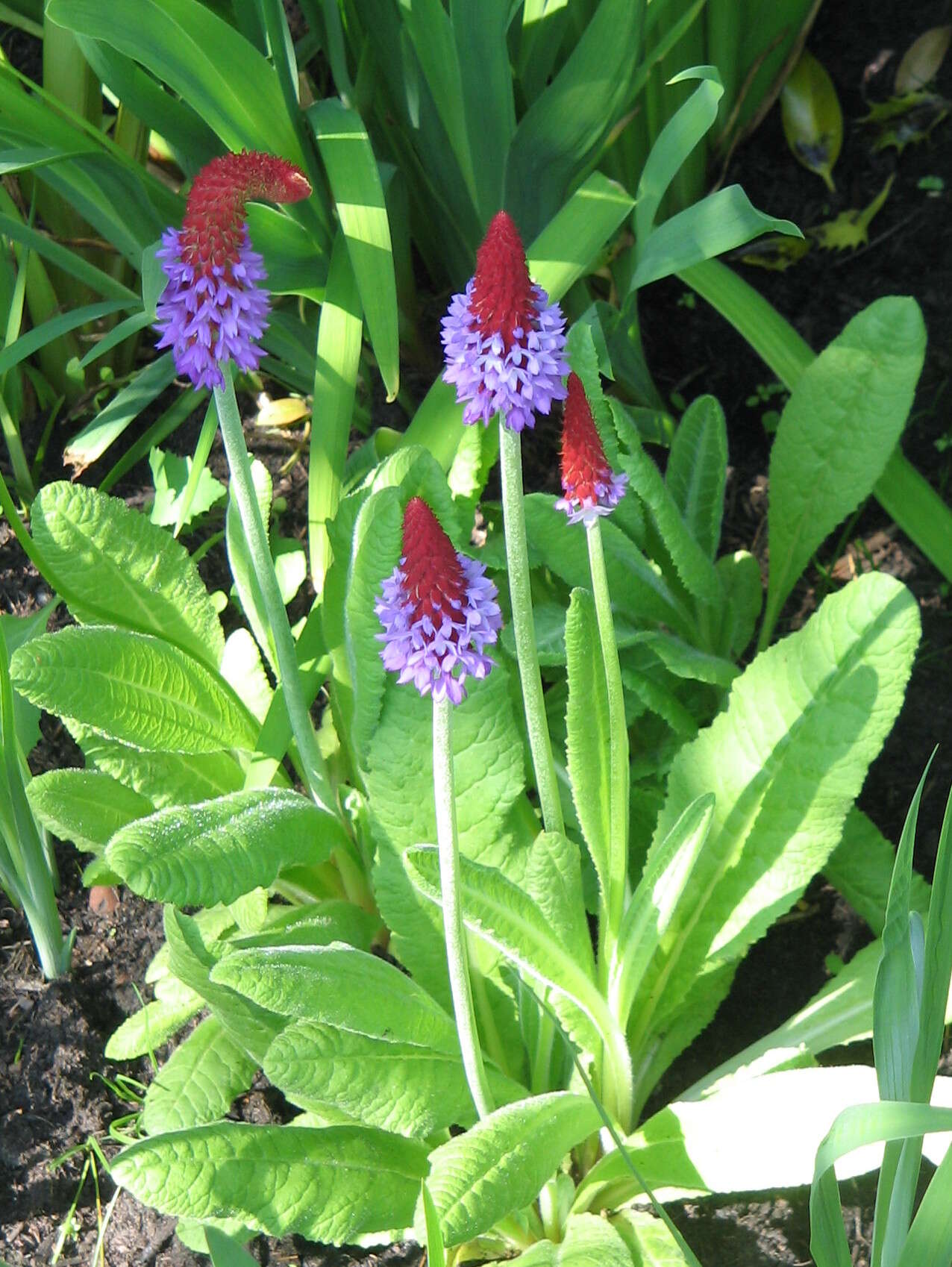 Image of Primula vialii Delavay ex Franch.