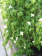 Image of Chinese dogwood