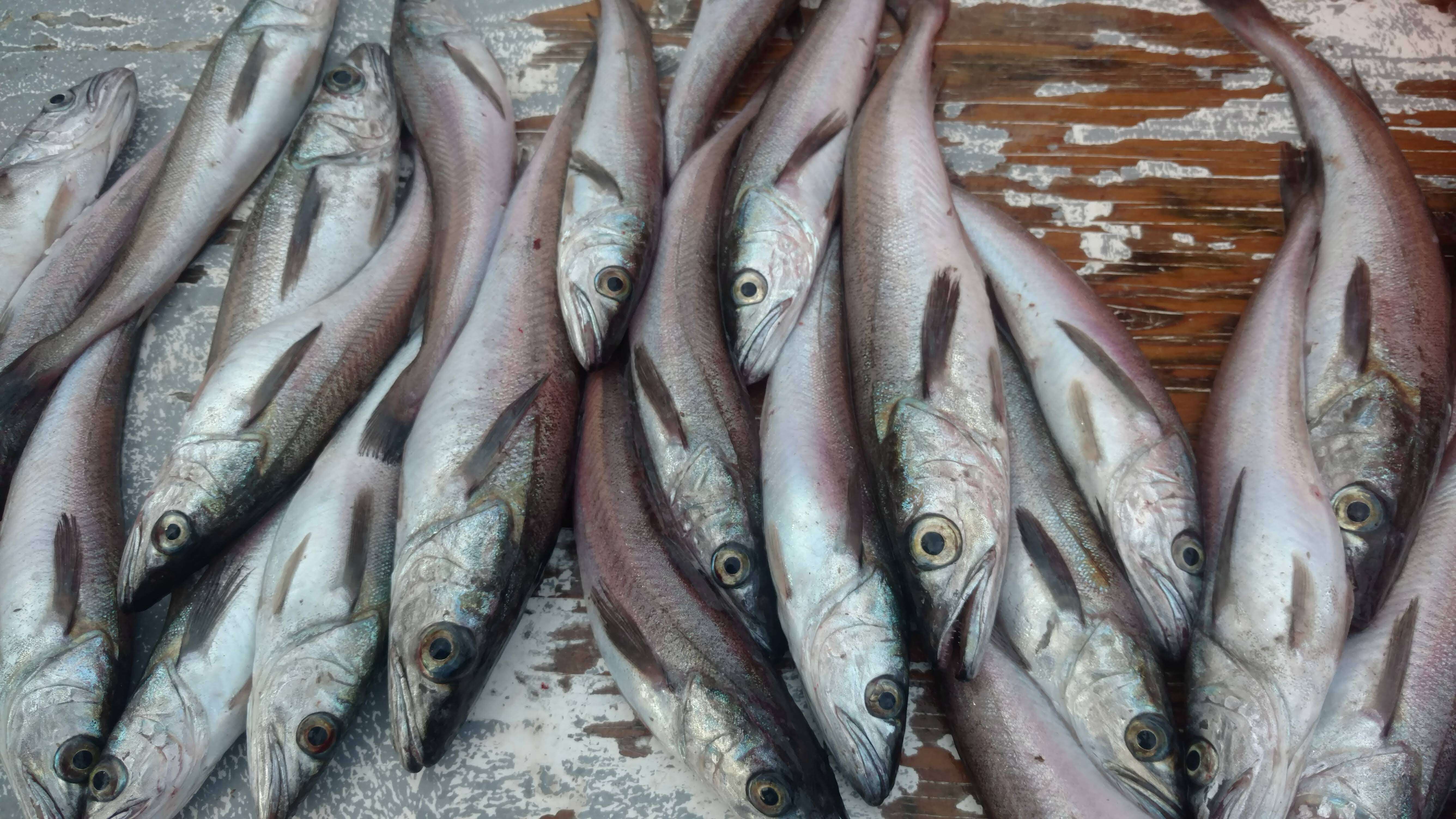 Image of North Pacific Hake