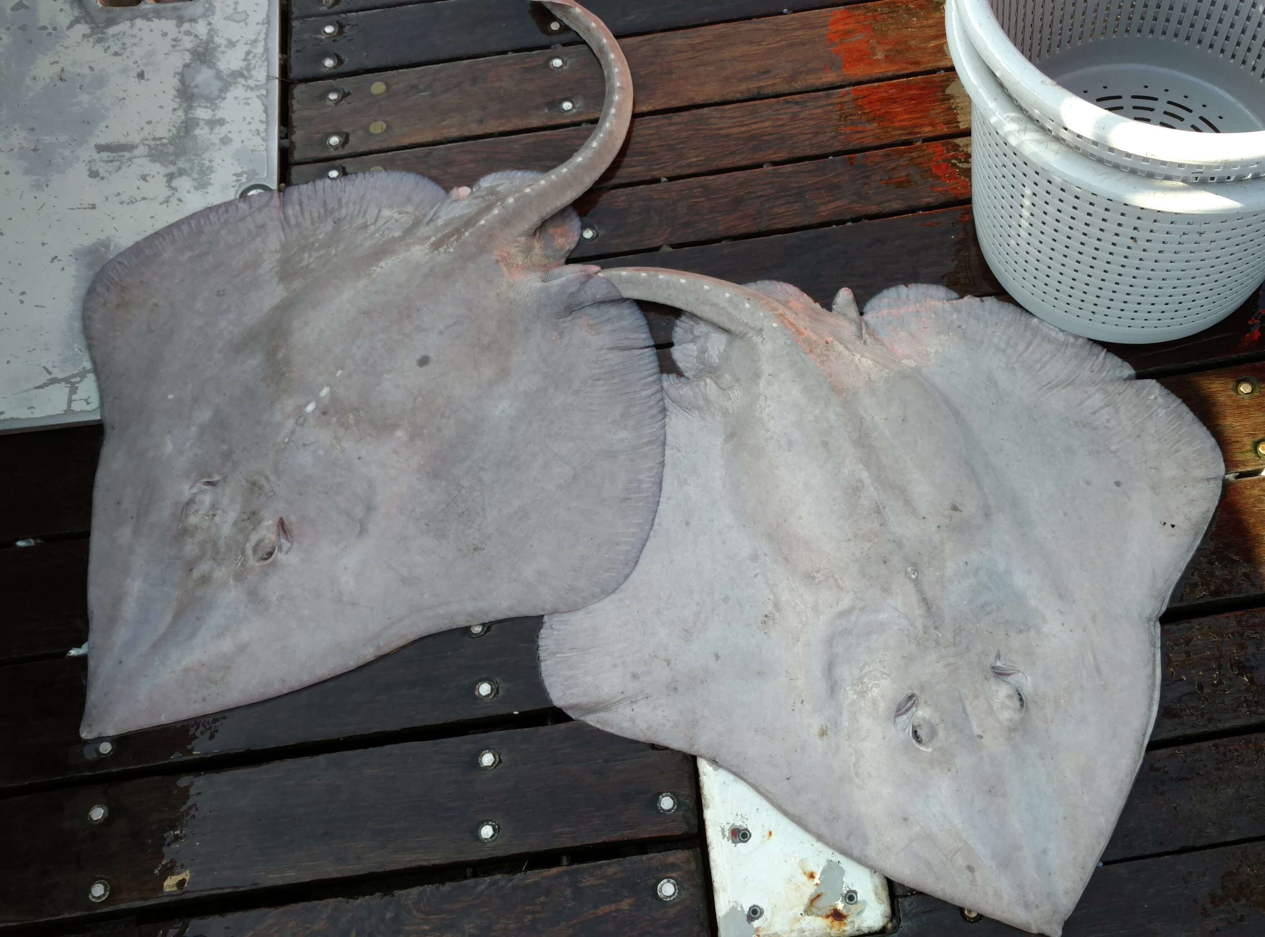 Image of Deepsea Skate