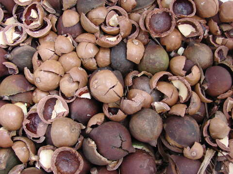 Image of macadamia nut