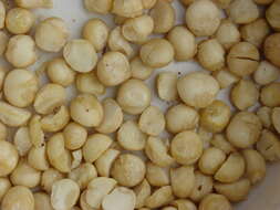 Image of macadamia nut