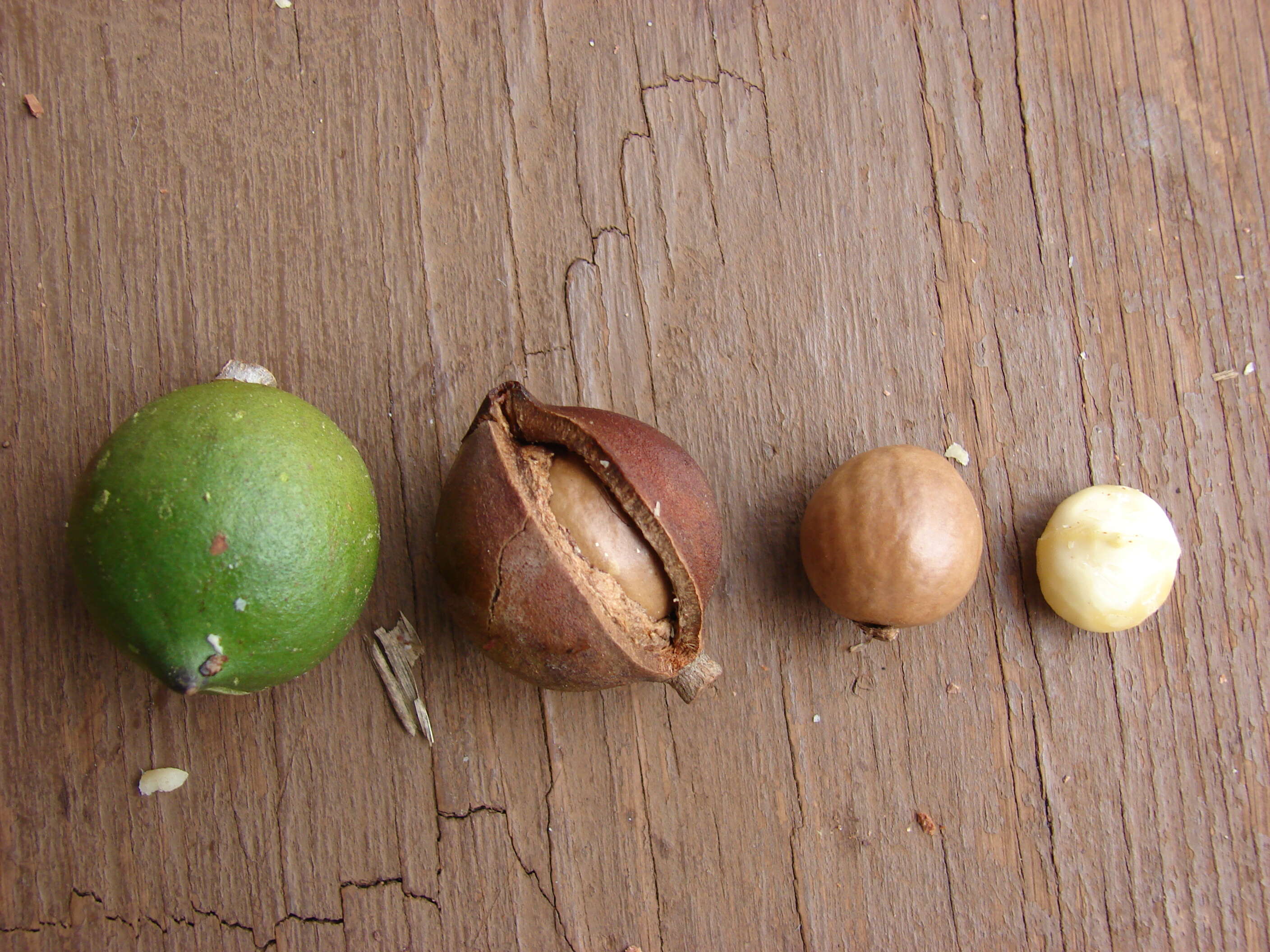 Image of macadamia nut