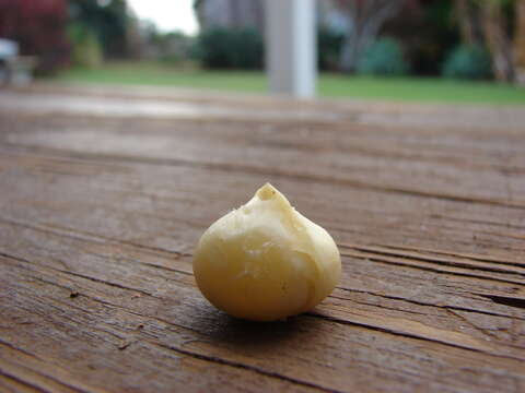 Image of macadamia nut