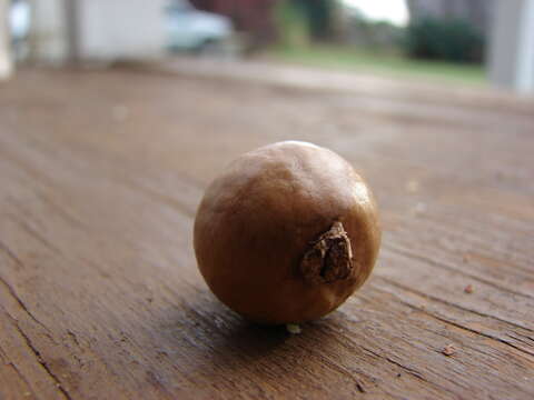 Image of macadamia nut