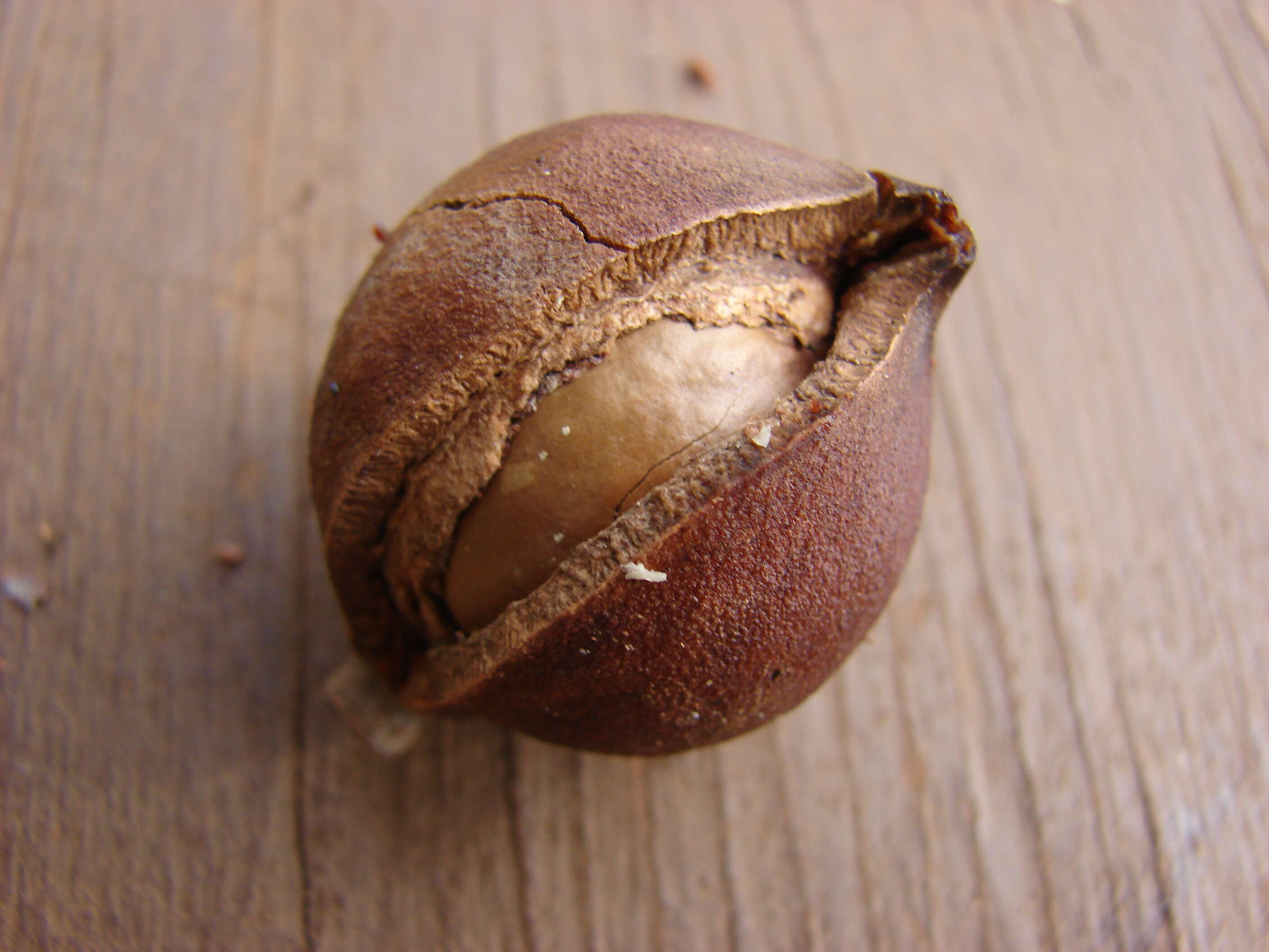 Image of macadamia nut