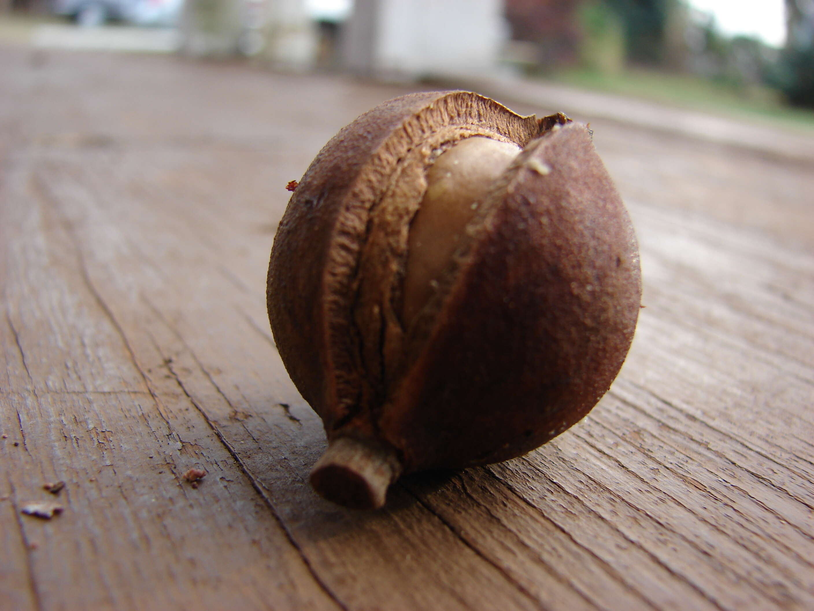 Image of macadamia nut