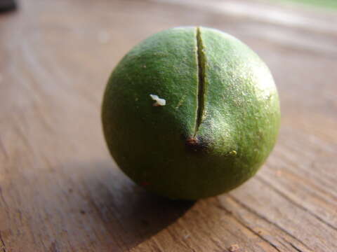 Image of macadamia nut