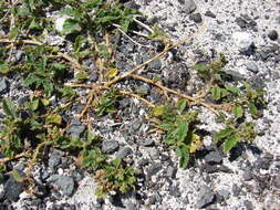 Imagem de Amaranthus viridis L.