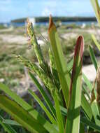 Image of St. Augustine grass