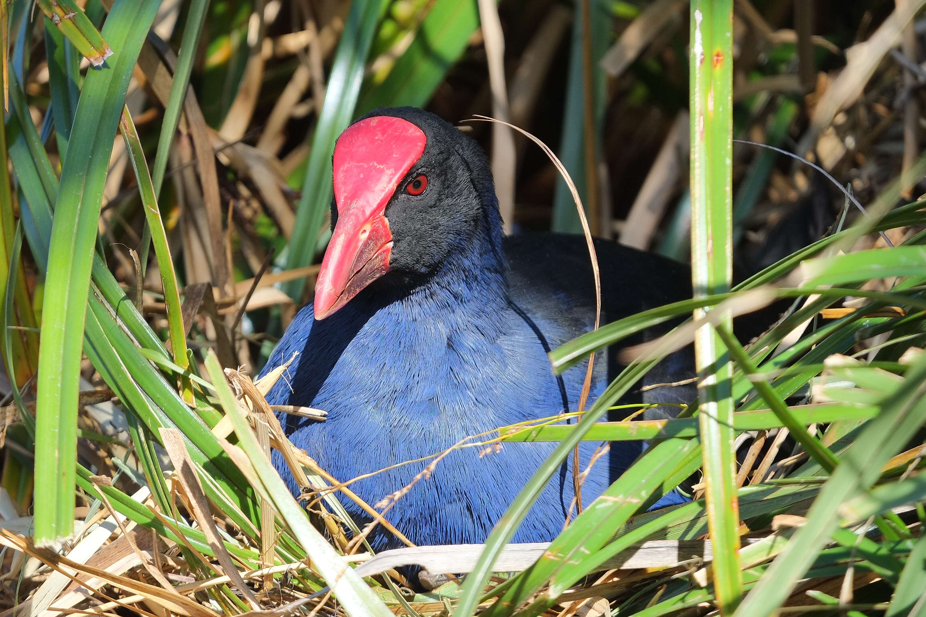 Image of Australasian Swamphen