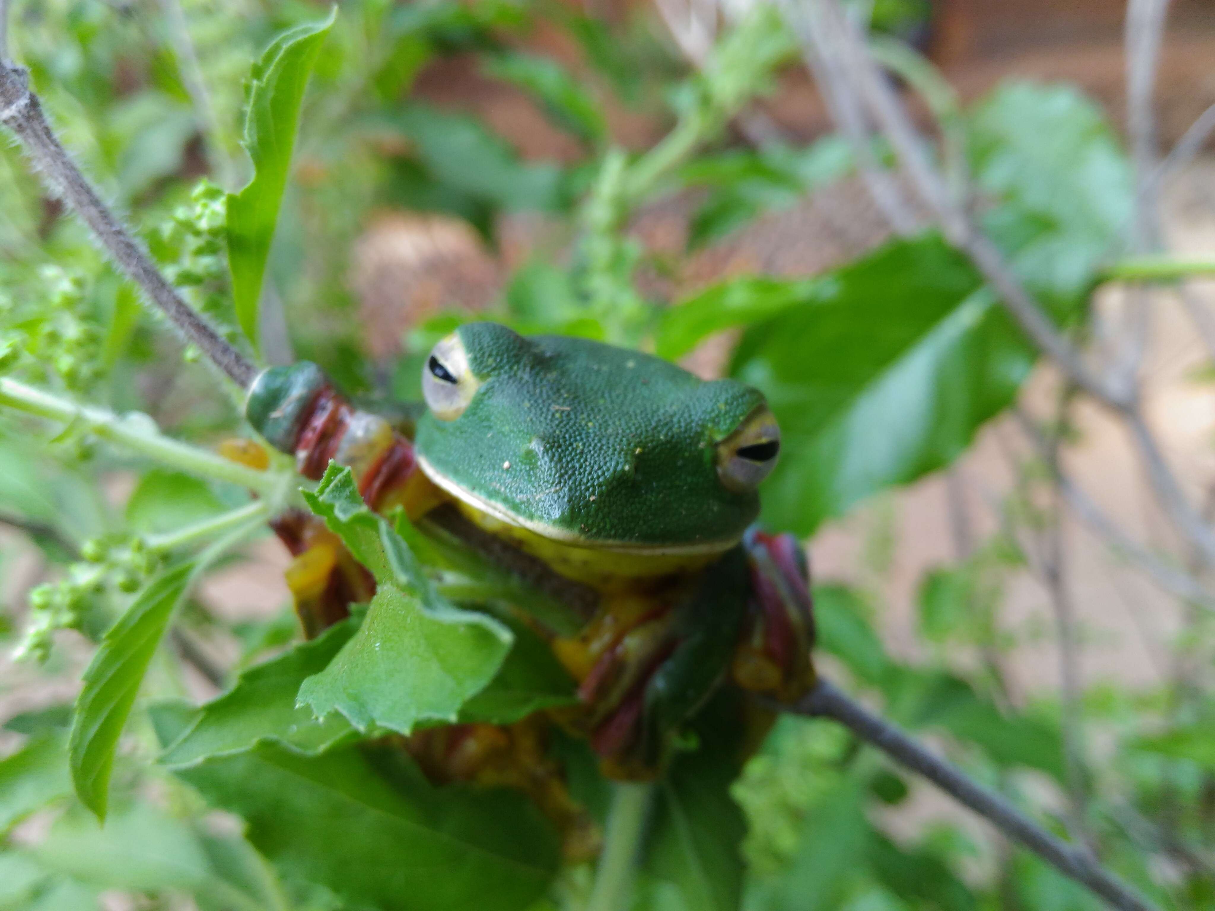 Image of Malabar Gliding Frog