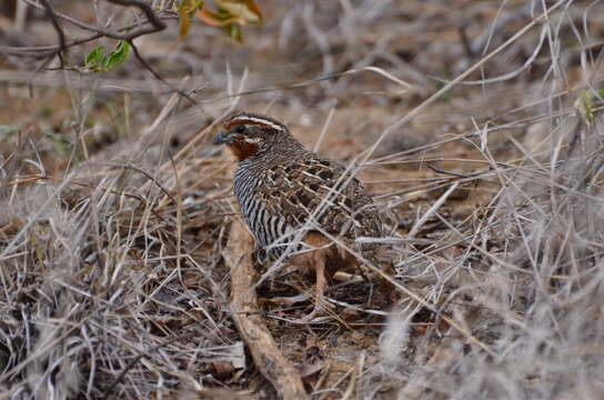 Image of Jungle Bush Quail