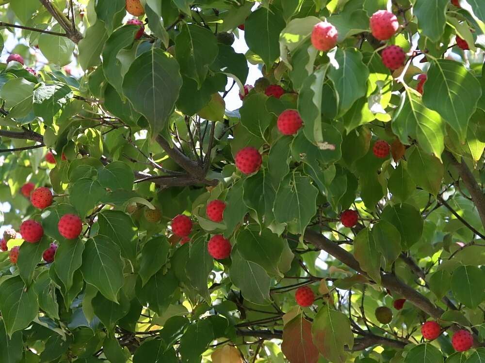 Image of Chinese dogwood