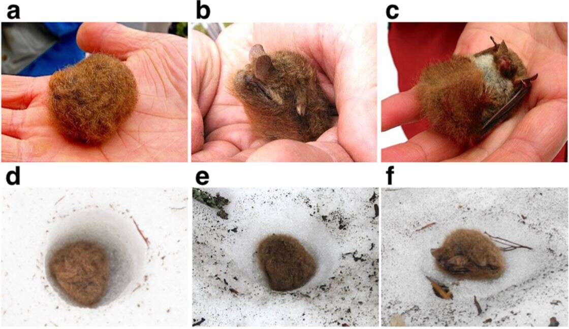 Image of Ussuri Tube-nosed Bat