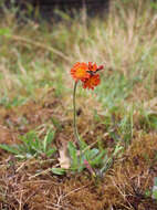 Imagem de Pilosella aurantiaca (L.) Sch. Bip., F. W. Schultz & Sch. Bip.