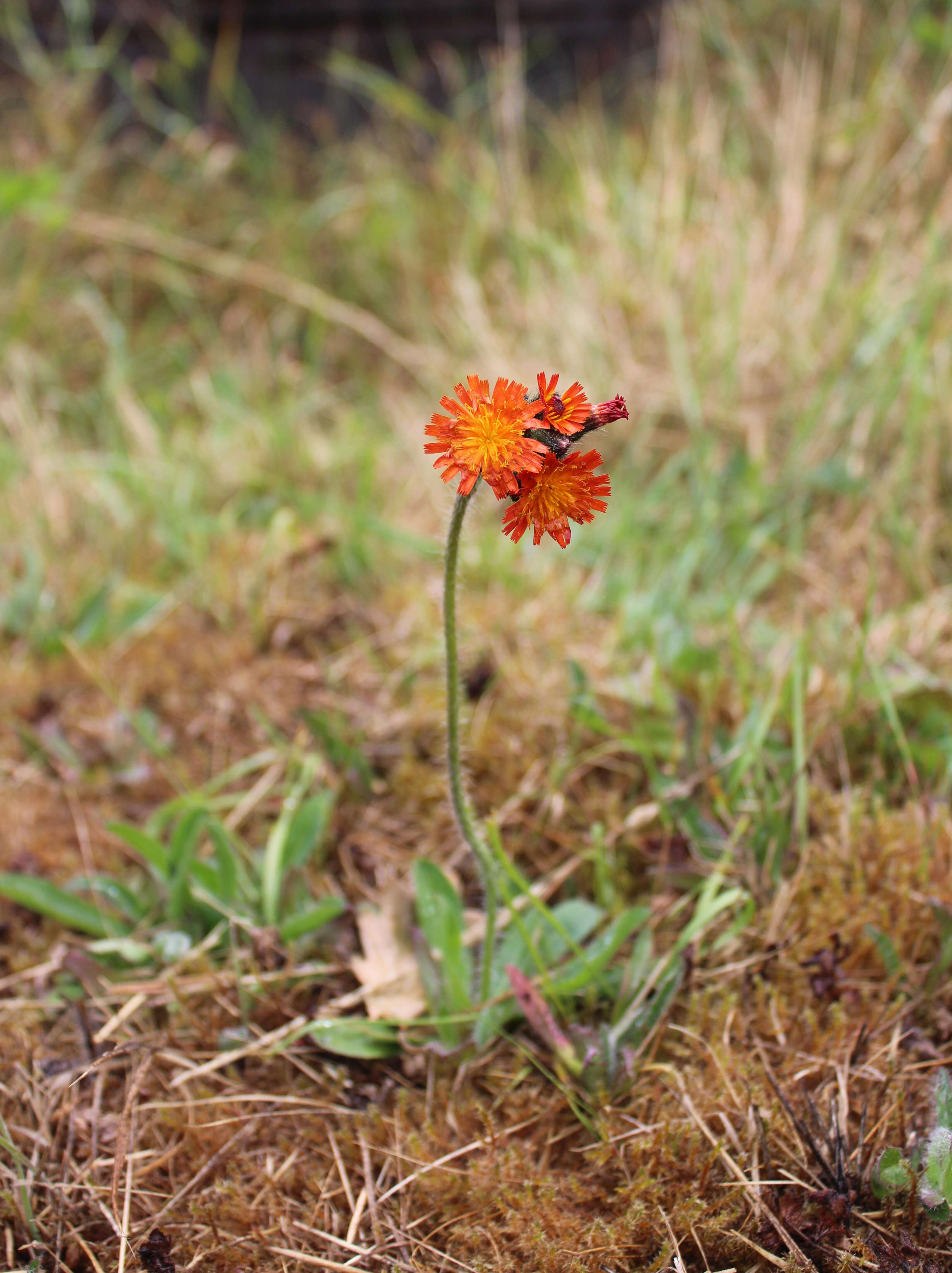 Imagem de Pilosella aurantiaca (L.) Sch. Bip., F. W. Schultz & Sch. Bip.