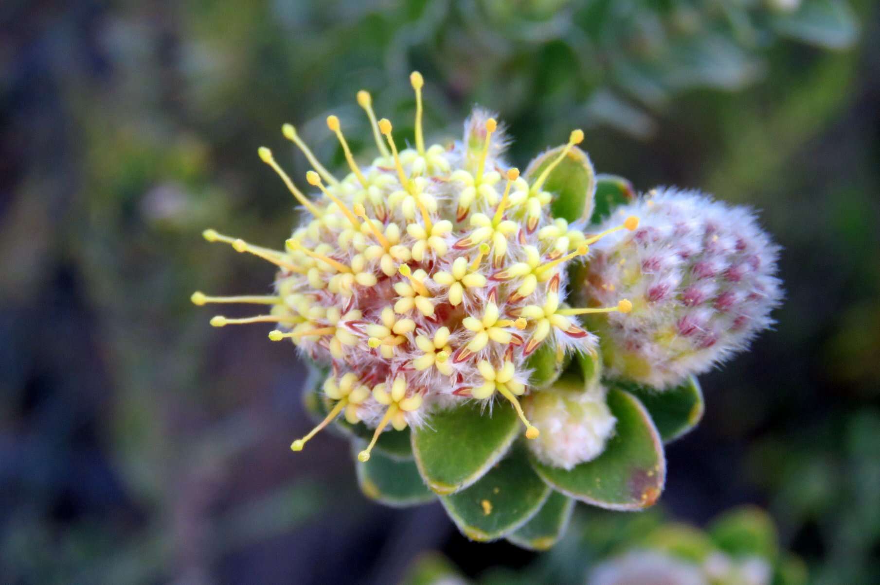 Image of Leucospermum truncatulum (Salisb. ex Knight) Rourke