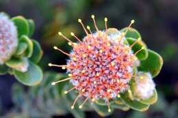 Imagem de Leucospermum truncatulum (Salisb. ex Knight) Rourke