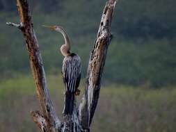 Image of Oriental Darter