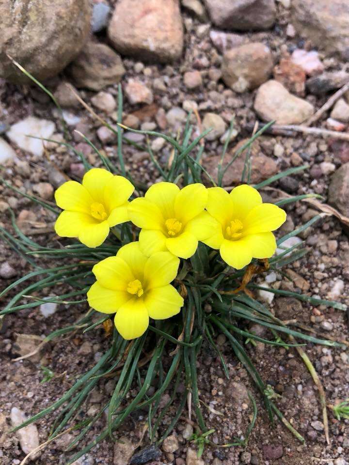 Image of Moraea fugacissima (L. fil.) Goldblatt