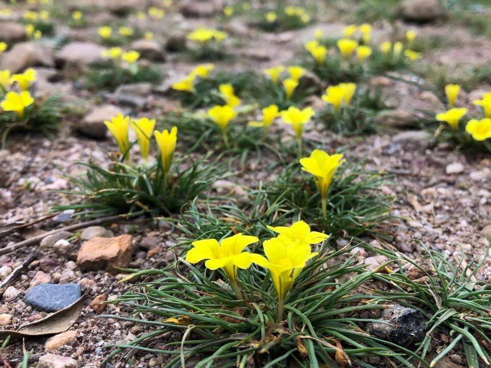 Plancia ëd Moraea fugacissima (L. fil.) Goldblatt