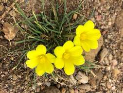 Plancia ëd Moraea fugacissima (L. fil.) Goldblatt