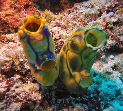 Image of Ox heart ascidian