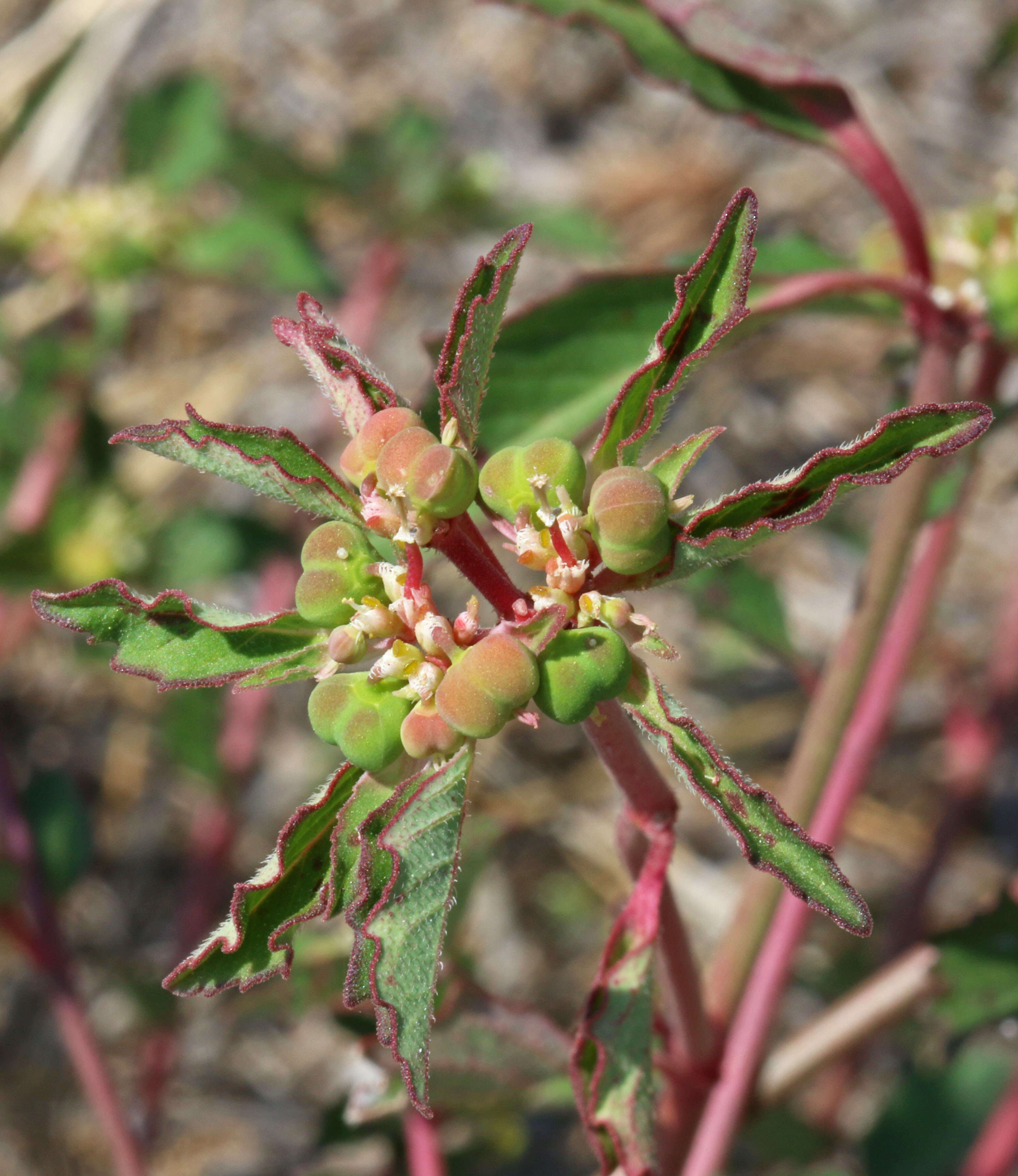 Слика од Euphorbia davidii Subils