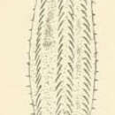 Image de Uroleptus Ehrenberg 1831