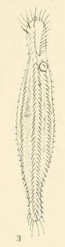 Image of Uroleptus Ehrenberg 1831