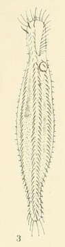 Uroleptus Ehrenberg 1831的圖片