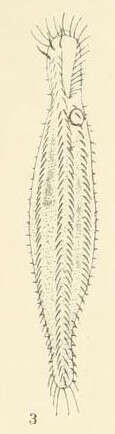 Uroleptus Ehrenberg 1831的圖片