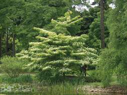 Image of giant dogwood