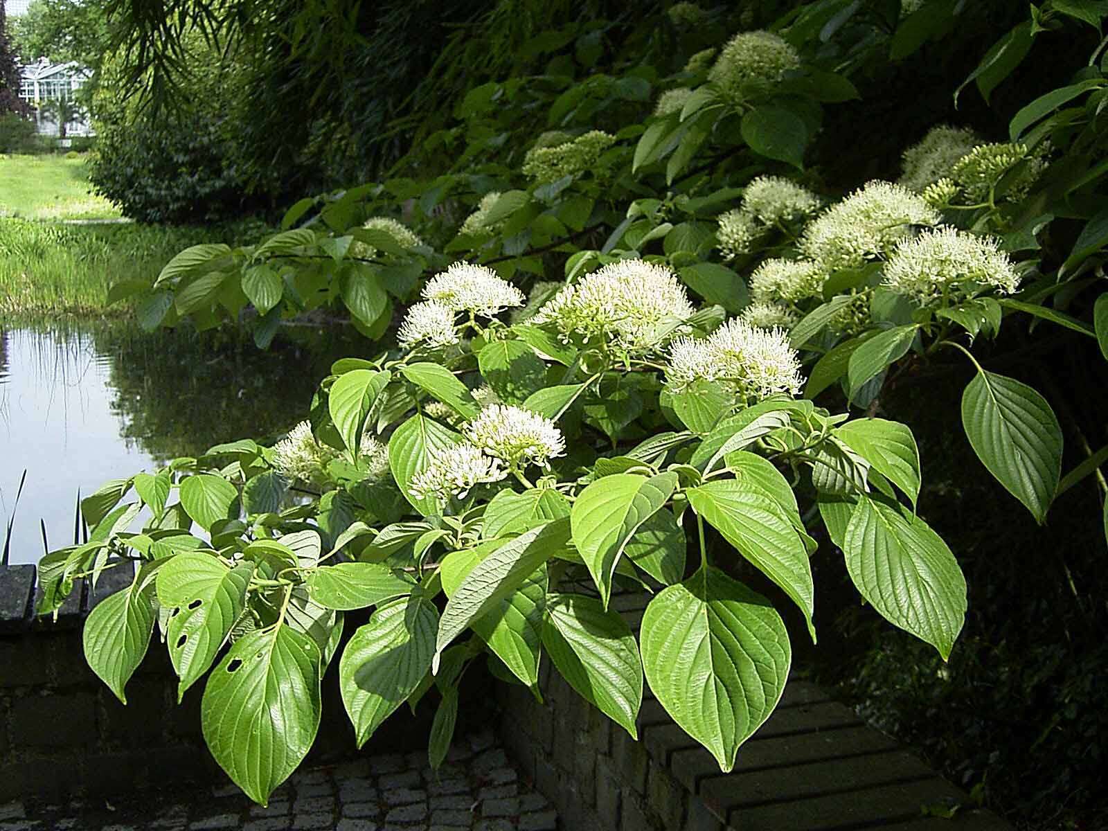 Image of giant dogwood