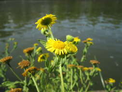 Image of common fleabane