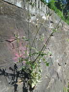 Plancia ëd Sonchus asper (L.) Hill