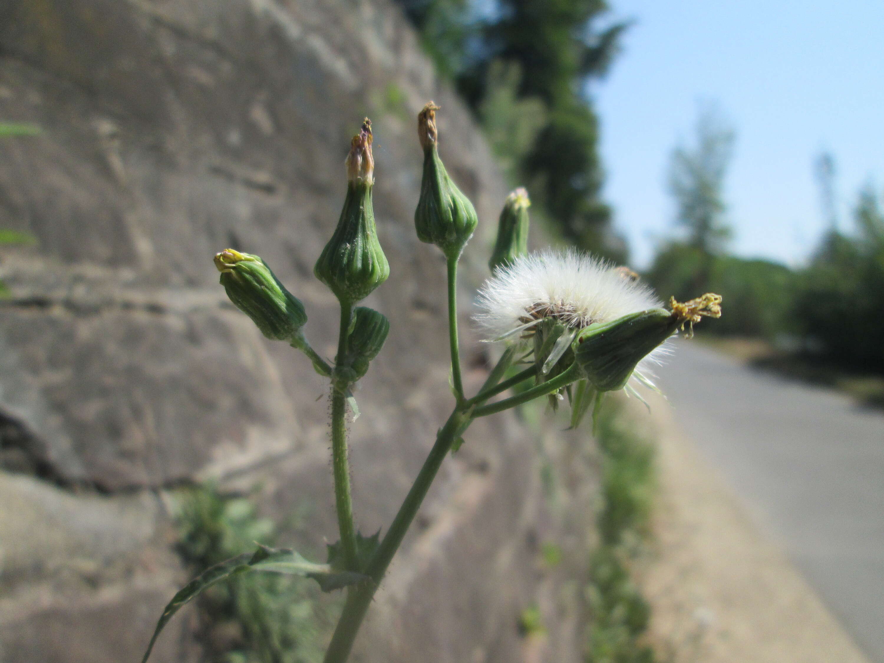 Plancia ëd Sonchus asper (L.) Hill