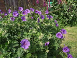 Image of Geranium × magnificum