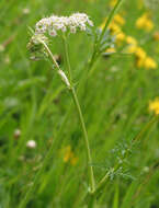 Image of caraway