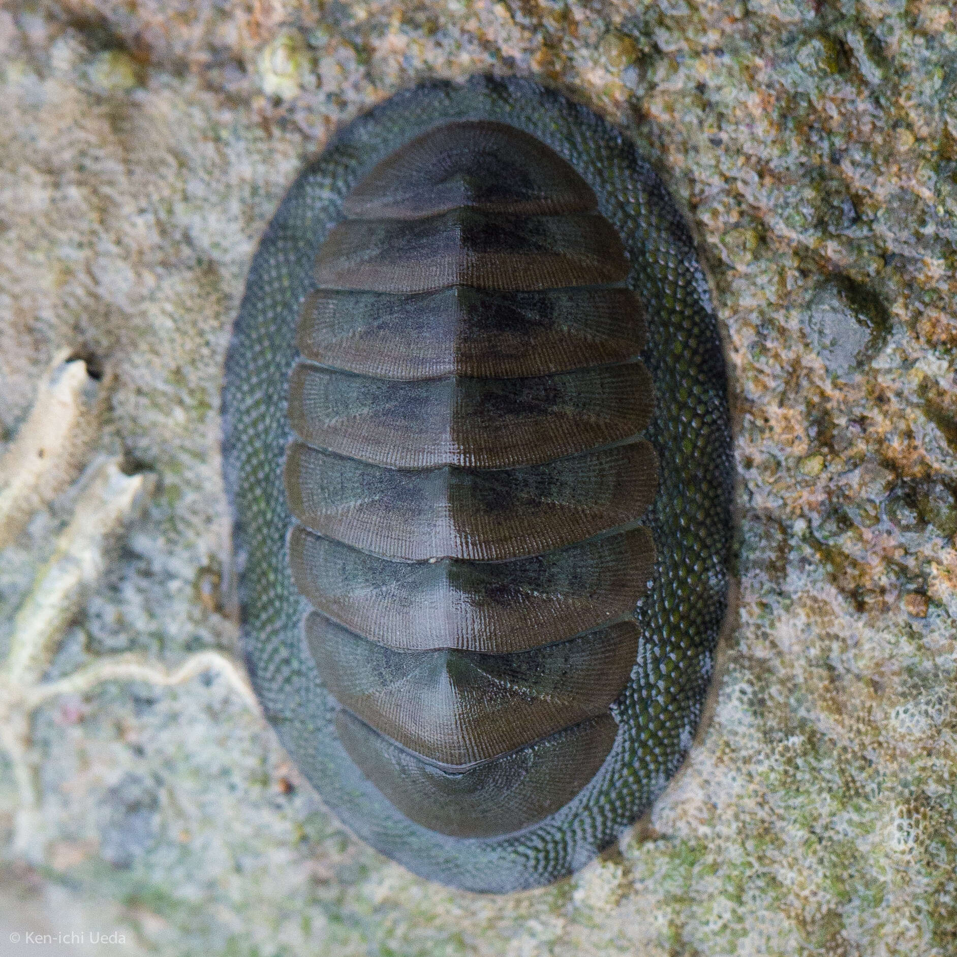 Image of blue green chiton