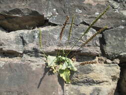 Image of Broadleaf Plantain