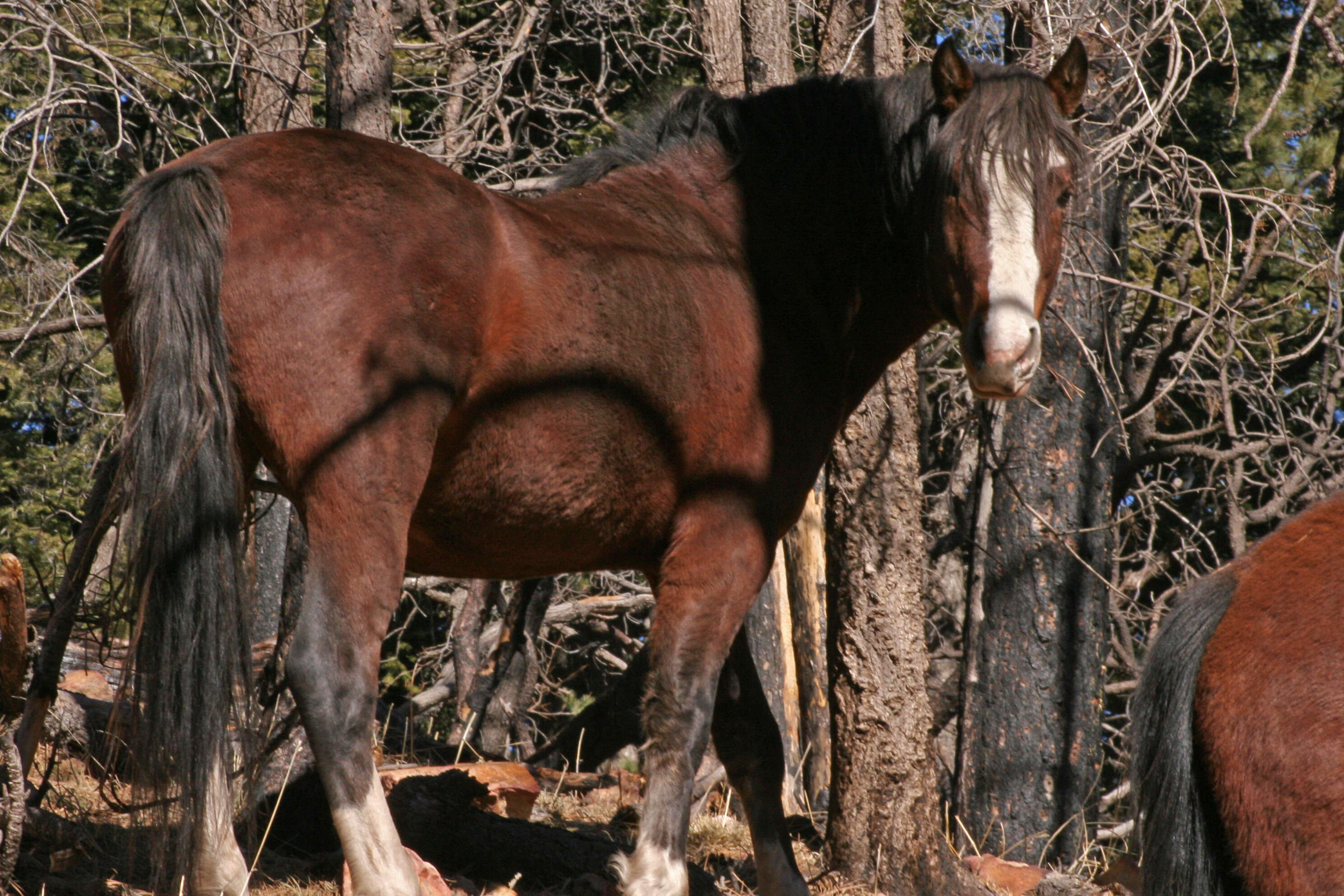 Image of Asian Wild Horse