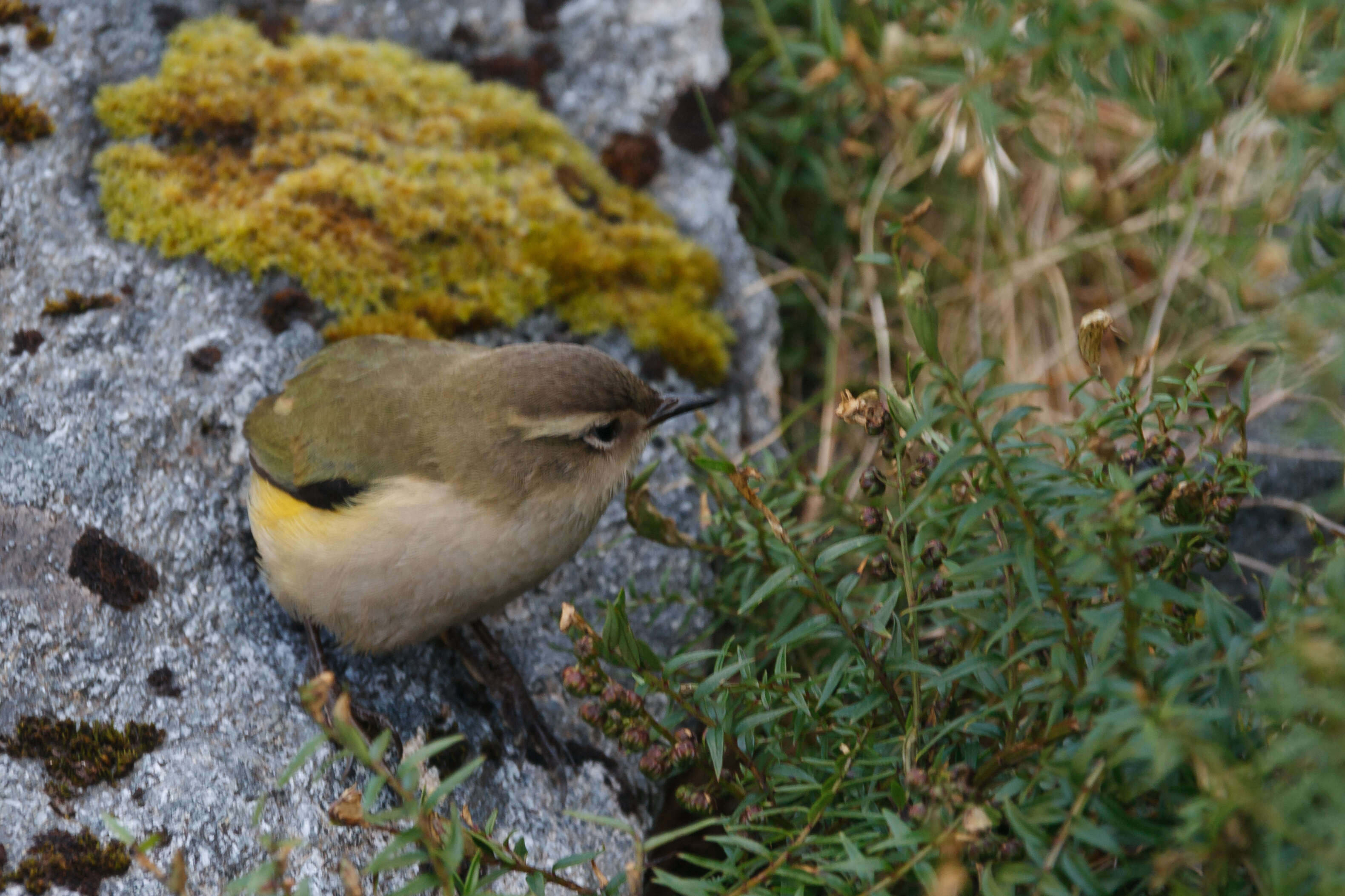 Image of New Zealand Wrens