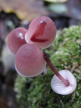 Image of Mycena haematopus (Pers.) P. Kumm. 1871