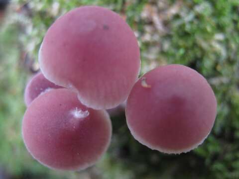 Image of Mycena haematopus (Pers.) P. Kumm. 1871