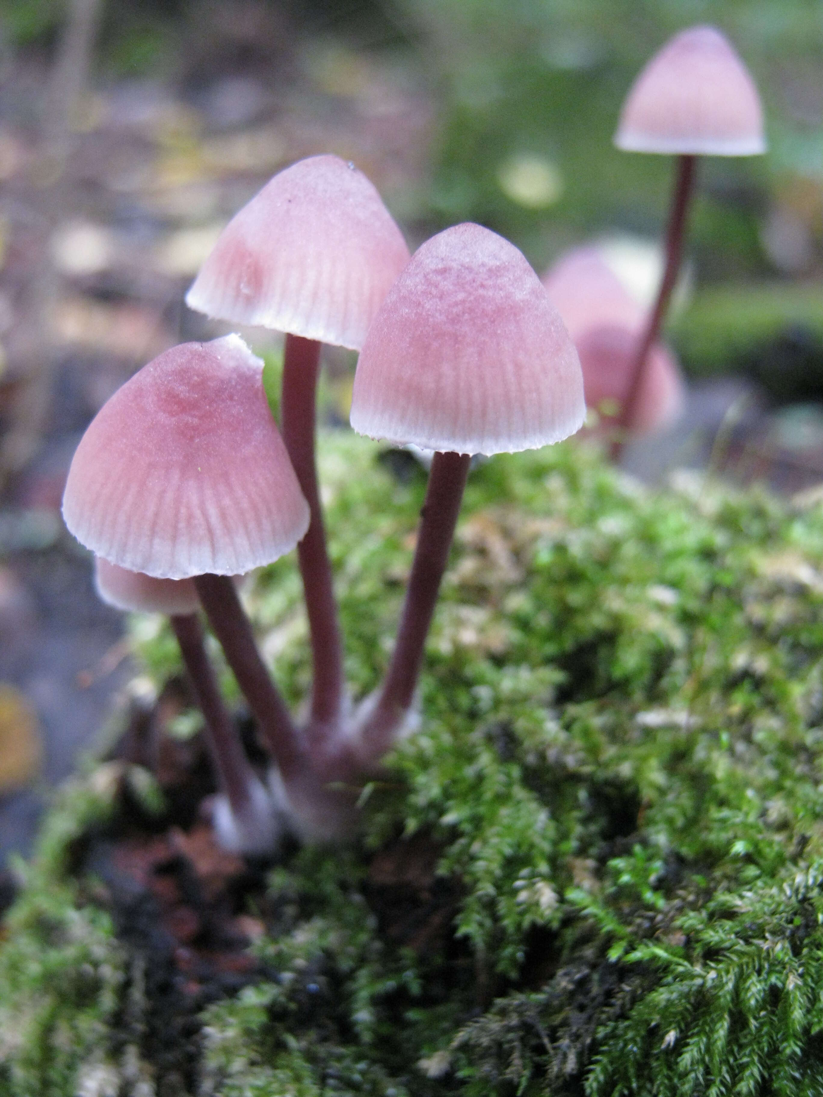 Image of Mycena haematopus (Pers.) P. Kumm. 1871