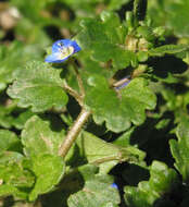 Image of Grey Field-speedwell